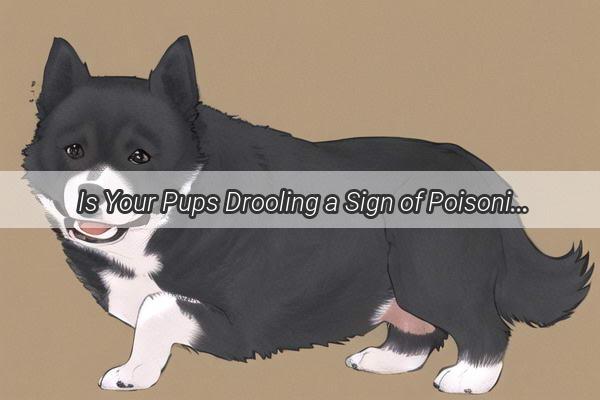 Is Your Pups Drooling a Sign of Poisoning Discover the Surprising Truth